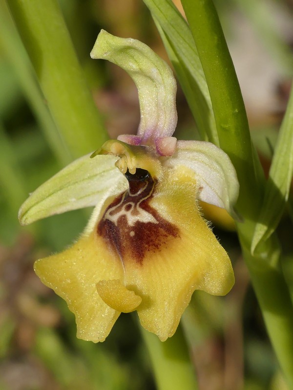 Ophrys lacaitae: la regina delle Ophrys prov. Frosinone  2020